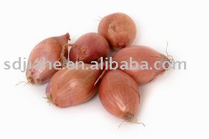 fresh yellow onion
