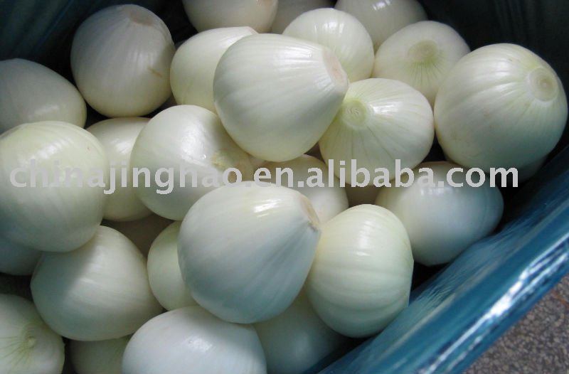 China Fresh Red/Yellow Onion (2010 new crop)