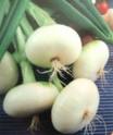 WHITE ONION