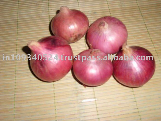 Red Onion for Export