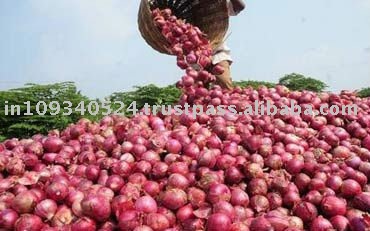Indian onion