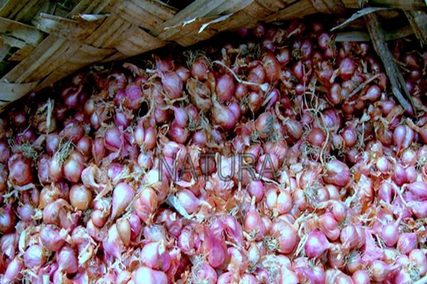 Indian onion shallot