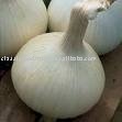 Indian Kibbled White Onion