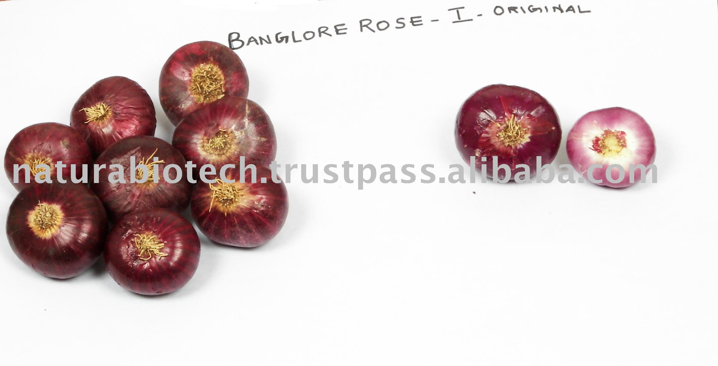 Banglore Rose