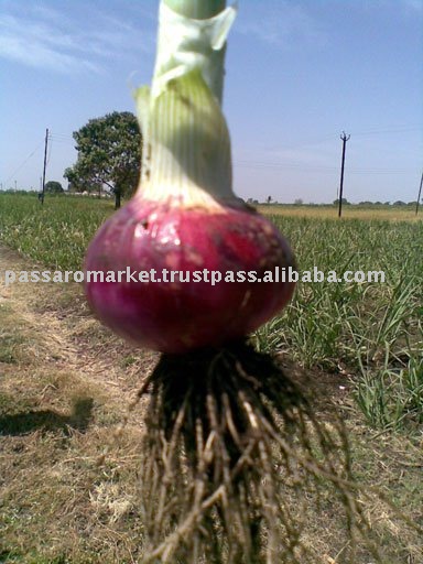 Fresh Red Onion