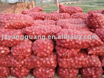 new crop onion