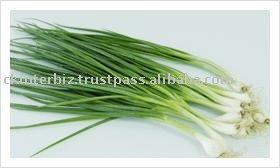 Onion Spring