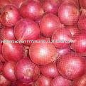 Onion
