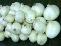 onion
