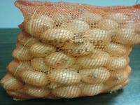 fresh golden onion