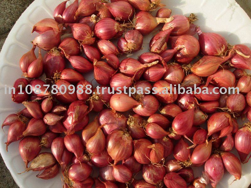 small  packing  onion