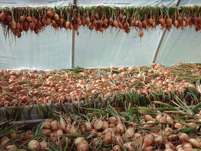 Onion,Cabbage,Pepper and a variety of others .