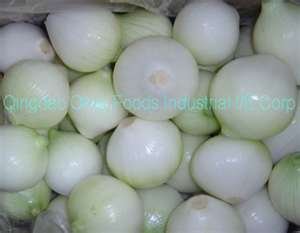 onion,garlic,ginger