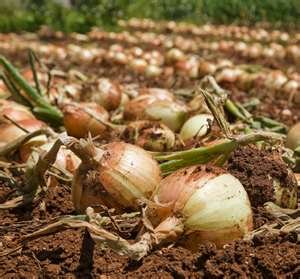 onion,garlic,ginger