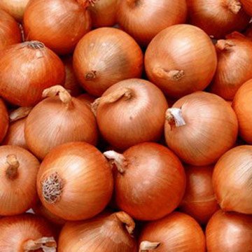FRESH ONION IN BULK