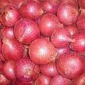  CHEAP  RED  ONION S FOR SALE