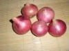 QUALITY ROUND ONIONS AVAILABLE