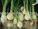 Green Onion