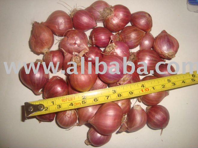 Bangalore Rose Onion