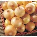 fresh yellow onion