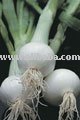 onion  garlic  ginger potatoes