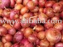 Fresh Onions
