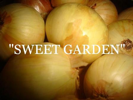 Onion from Poland - big wholesale