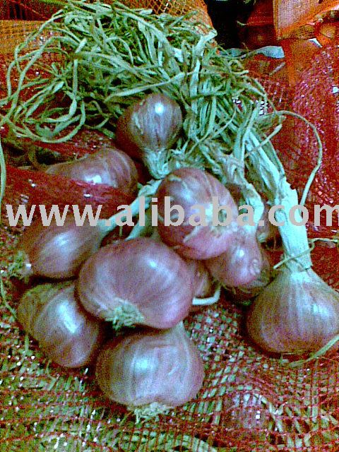 tagalog onion(shallot)