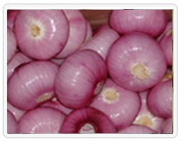 red onion