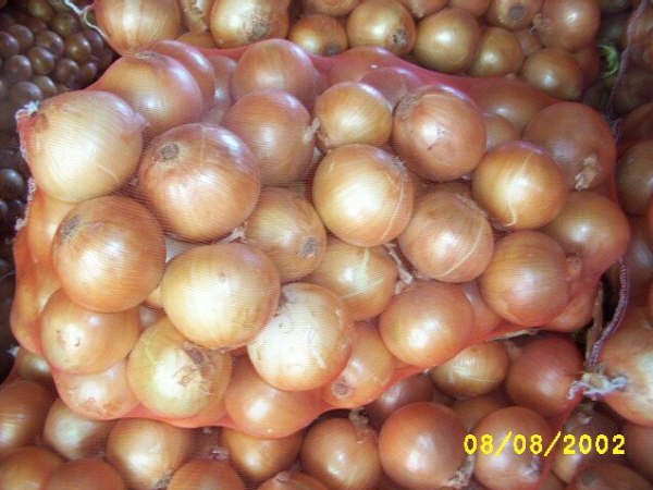 egyptian onion