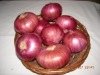 fresh india red onion