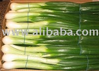 Spring Onion