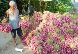 Fresh shallots