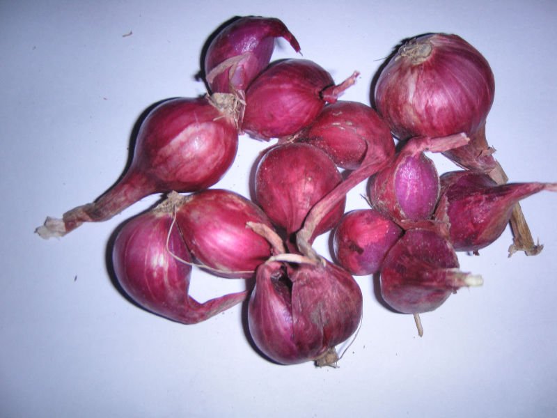 Vietnam RED Shallot Onion