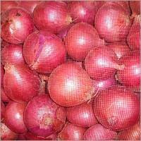 well cultivated quality red onion ready for sale