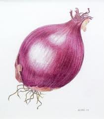 Purple onion