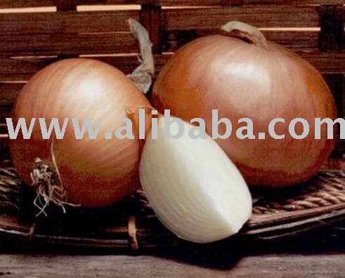  Egyptian   Onion 