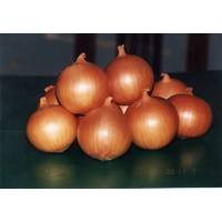 Onion