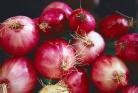 best quality red onion for supply now