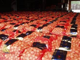 DUTCH  ONIONS  -  HOLLAND   ONIONS 