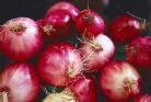 fresh cultivated onion