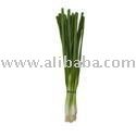  Green   Scallion 