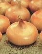 Onion  Seeds 