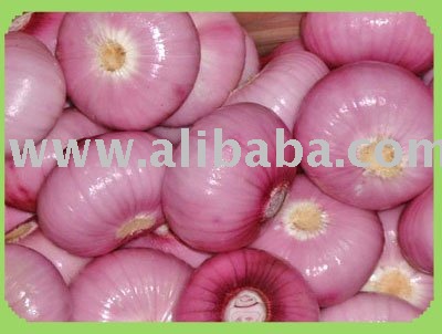 fresh onion