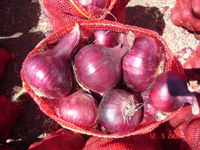  Red   Onion  Italian  Seeds 