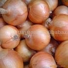 Red Onion