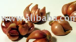 IQF Shallot