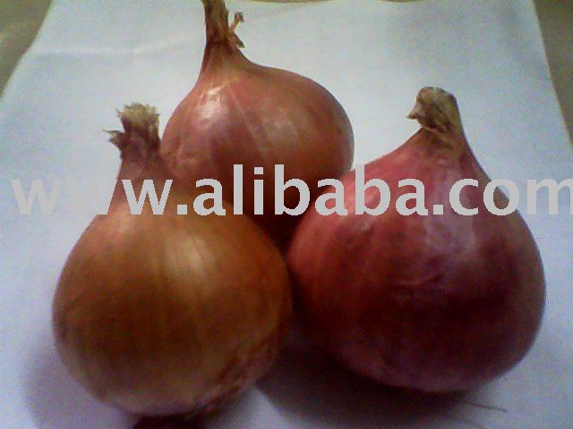 onion/shallot