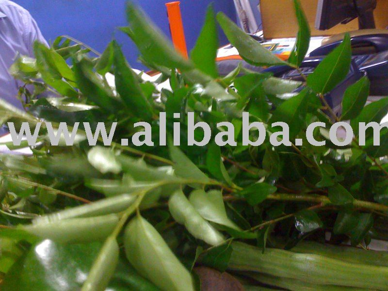 Curry Leaves