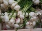  Spring   onion 